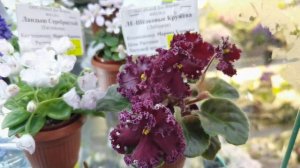 ВЫСТАВКА ?ФИАЛОК? ВЕСНА 2021. ?Дом Фиалки? Дарите женщинам цветы! Сорта МИНИ  и ТРЕЙЛЕРЫ.