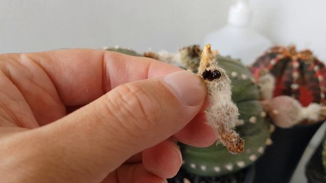 Astrophytum Cactus - Twin Headed Seeds смотреть онлайн