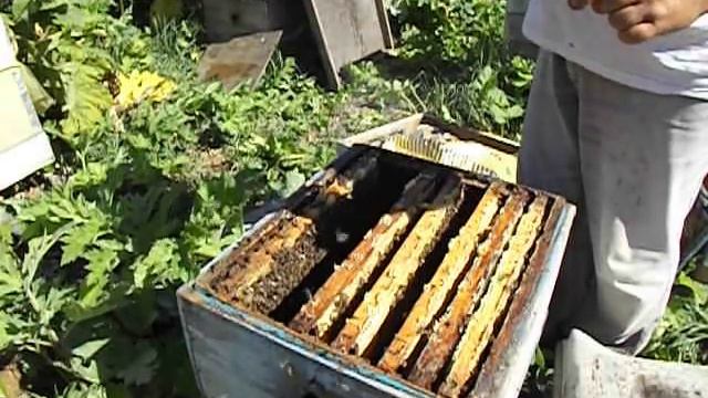 обновление гнездовых рамок у пчел ( часть 1 ) смотреть онлайн