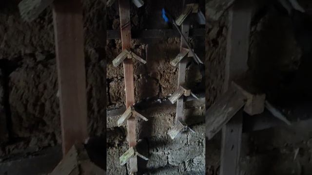 Дезинфекция голубятни