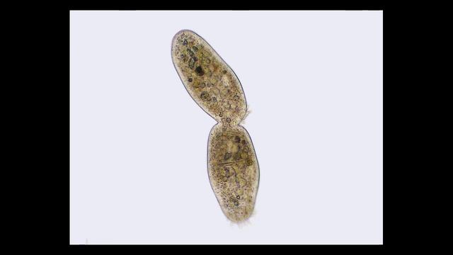 Митоз и мейоз