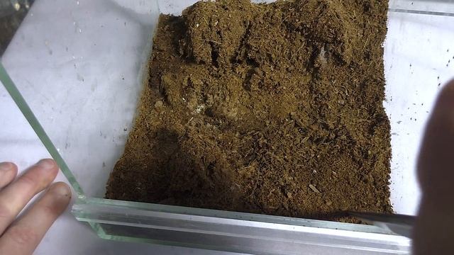 2 терра и 2 паука