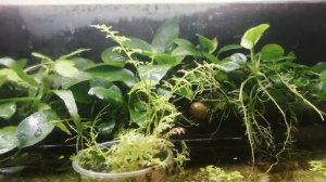 АКВАРИУМ-ПОЛЮДАРИУМ с анубисами