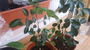 Удобряем муррайю((как ухажывать за мураий)))