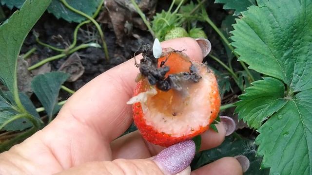 Ужас-слизни смотреть онлайн