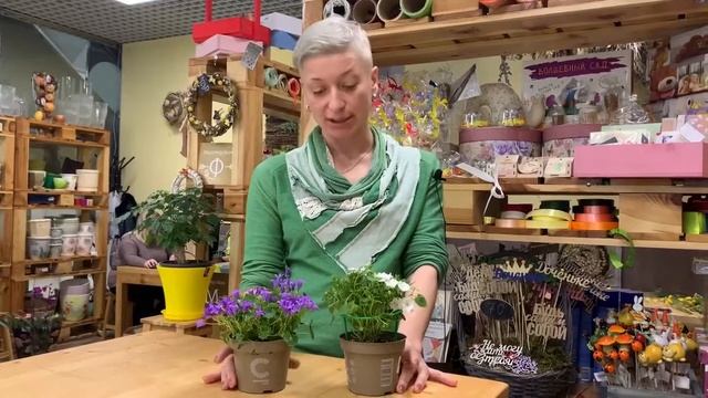 Жених и невеста | Как правильно ухаживать за кампанулой | Домашний колокольчик или садовое растение смотреть онлайн