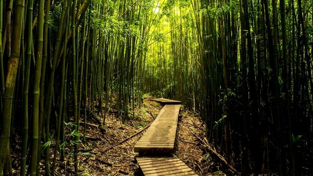 Бамбук - интересные факты смотреть онлайн