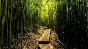 Бамбук - интересные факты