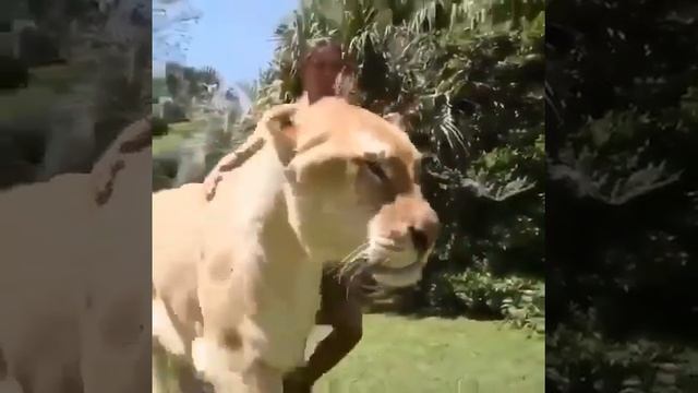 Лигр - гибрид льва и тигра смотреть онлайн