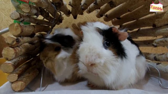 МОРСКИЕ СВИНКИ / Приколы с животными / Смешное видео с животными смотреть онлайн