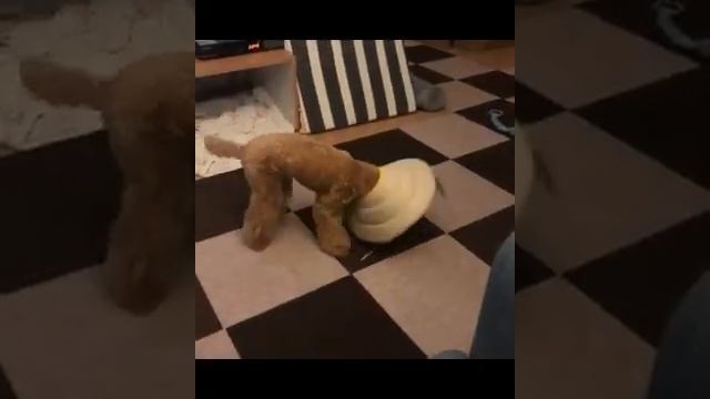 Веселые пудели: видео приколы смотреть онлайн