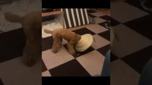 Веселые пудели: видео приколы