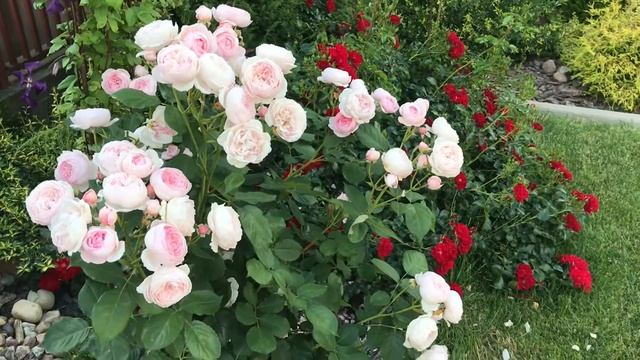 Розы Дэвида Остина!! Роза Джеф Гамильтон! Rose Geoff Hamilton