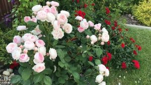 Розы Дэвида Остина!! Роза Джеф Гамильтон! Rose Geoff Hamilton