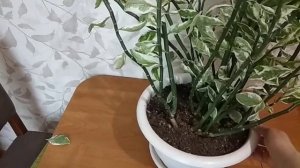 #ПЕДИЛАНТУС. Обрезка, омоложение, размножение, пересадка. Обзор.