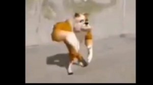 Бульдог танцует и пердит под реп 1 час