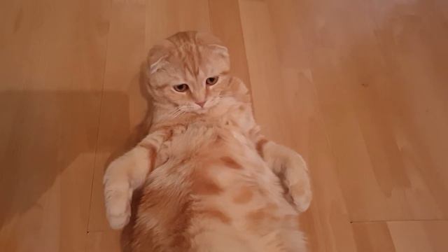 Я злой и страшный, рыжий кот 🐱 😂 смотреть онлайн