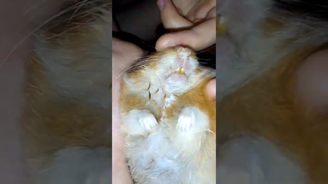 У нас умирает хомяк!!!!😢😥😦😧😩😞😫😖😭😾😿🙀 смотреть онлайн