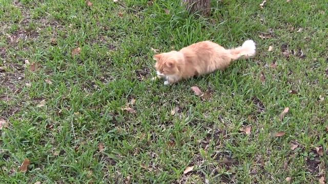 Котяра сибиряк охотится на мышу смотреть онлайн