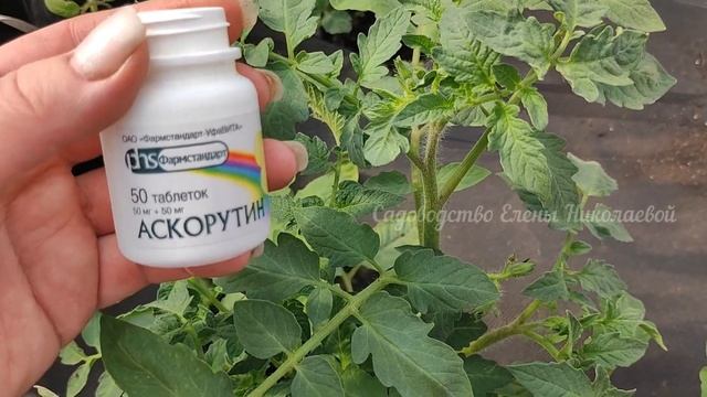 СРОЧНО! ПОЛЕЙТЕ ЭТИМ после ПОСАДКИ ТОМАТОВ и они вмиг пойдут в рост и не будут болеть! смотреть онлайн