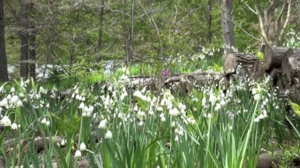 ポール・スミザー Leucojum aestivum スノーフレーク