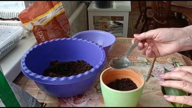 САНСЕВИЕРИЯ. ПЕРЕСАДКА ПОСЛЕ ПОКУПКИ смотреть онлайн