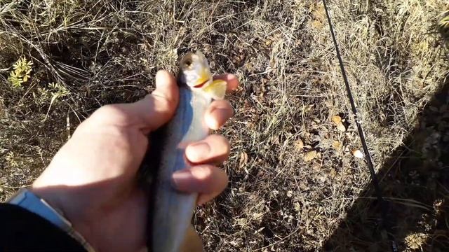 Рыбалка на хариуса на Читинке!!!? смотреть онлайн