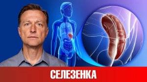 Главное, для чего нам нужна селезенка!