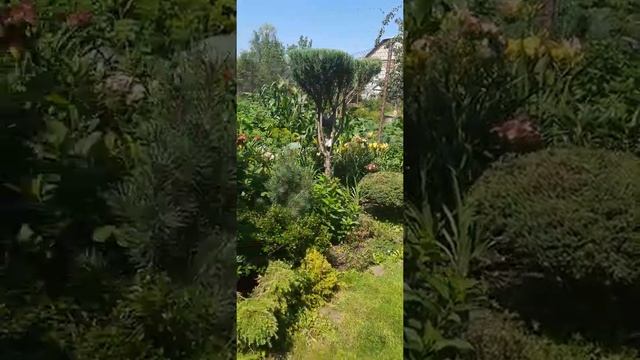 Лилейники в саду смотреть онлайн