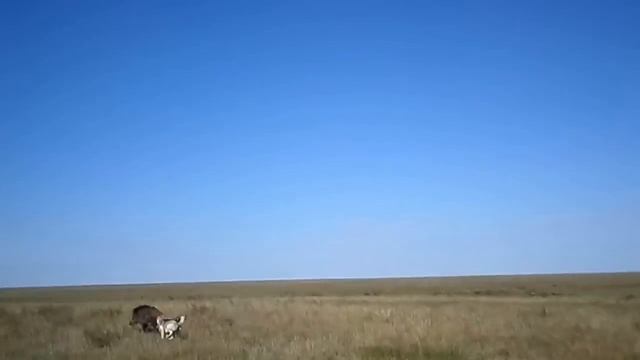 Первый кабан Боса . смотреть онлайн