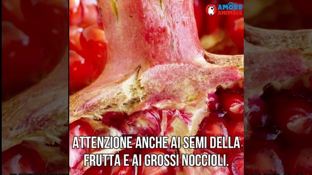 Alimentazione del cane - 10 Alimenti vietati ai cani ? смотреть онлайн