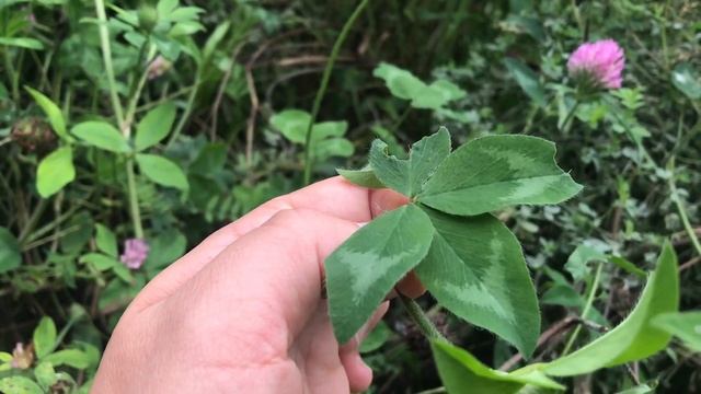 How to find FOUR LEAF CLOVERS or something better? смотреть онлайн