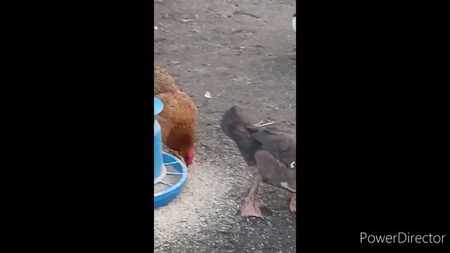 Это ж какие расходы !!! А почему так дорого мясо?))) смотреть онлайн