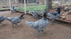 Разведение Андалузской голубой породы кур как бизнес идея | Птицеводство | Куры Андалузские голубые