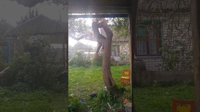 Как залезть на дерево? Легко! смотреть онлайн