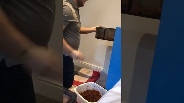 Ball Python setting up my tubs and what substrate I’m using #breedingballpythons #reptiles #tutoria смотреть онлайн