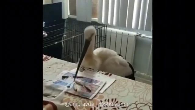 Аиста Саню со сломанным крылом выхаживают в Благовещенске смотреть онлайн