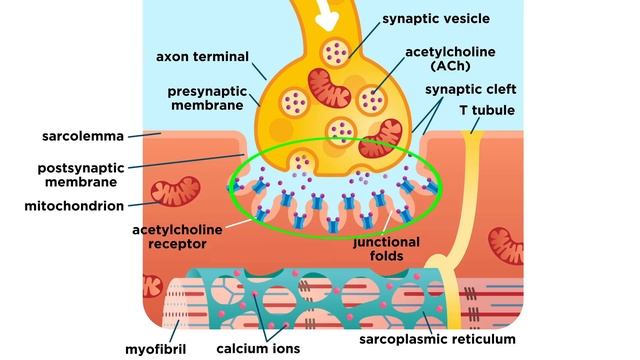 The Mechanism of Muscle Contraction: Sarcomeres, Action Potential, and the Neuromuscular Junction смотреть онлайн