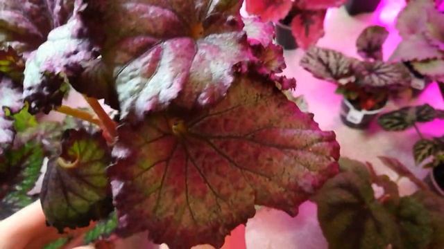 Растут и хорошеют #2. Обзор бегоний 3.12.2021 смотреть онлайн