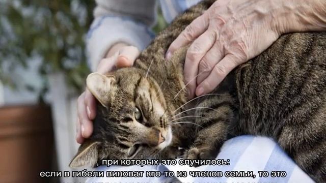 Почему кошки уходят умирать из дома предчувствуя свою кончину смотреть онлайн