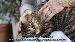 Почему кошки уходят умирать из дома предчувствуя свою кончину