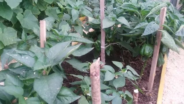 Выращивание перца в теплице. Подмосковье. . Урожай 2019 года. смотреть онлайн