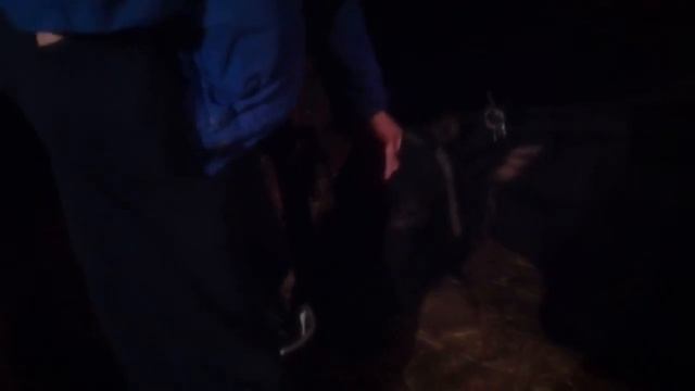 Городской в первый раз видит корову смотреть онлайн