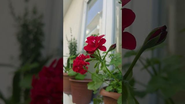 Герань гүлүнүн пайдаларын билесизби? #цветы #роза #маалымат #кызыктуу #тюльпаны #орхидеи смотреть онлайн