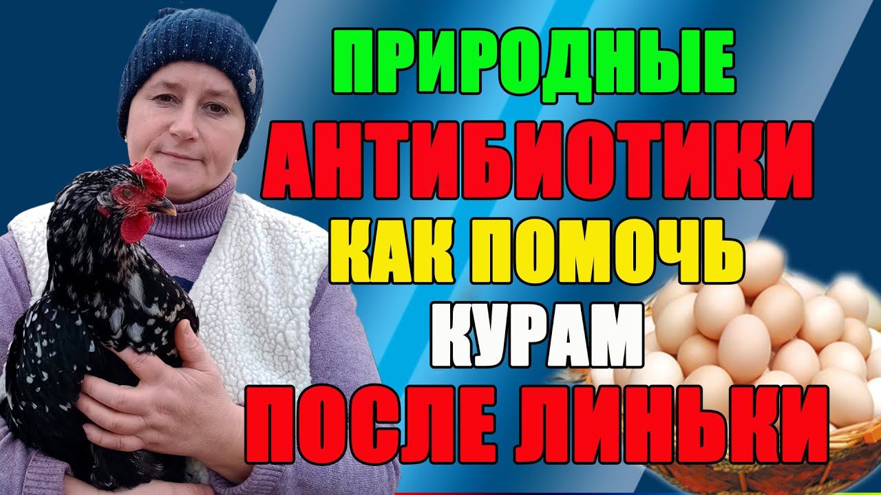 Природные антибиотики и витамины для кур. Как помочь курам после линьки. смотреть онлайн
