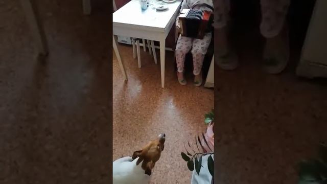 Джек Рассел терьер Ричард смотреть онлайн