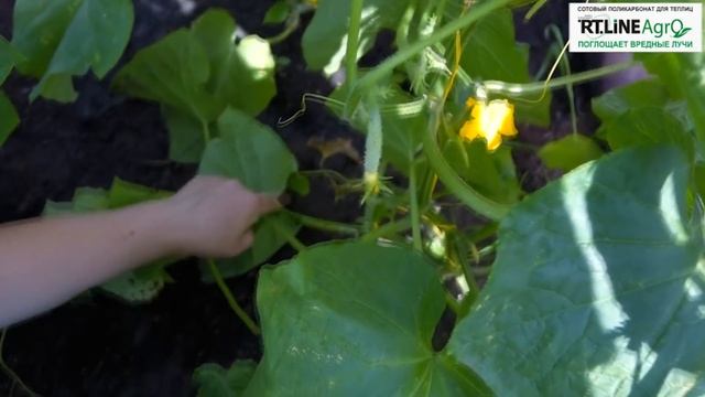 ? Удаление листьев огурца. Формирование огурца в период активного плодоношения. смотреть онлайн
