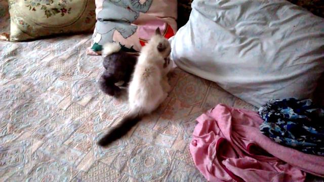 Котенок Яся сражается с плюшевым зайцем смотреть онлайн