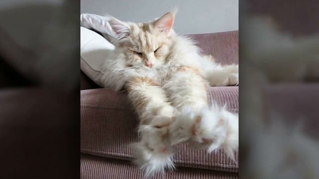 Лотос - огромный кот мейн-кун из Швеции смотреть онлайн