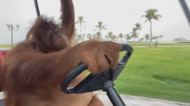 Орангутанг за рулём помчался  (Famous Orangutan Driving A Golf Cart)